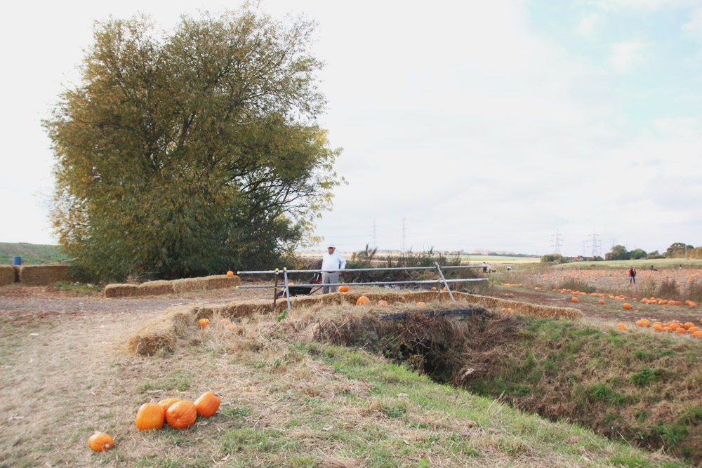 Pumpkin Field at PYO Pumpkins, Kent