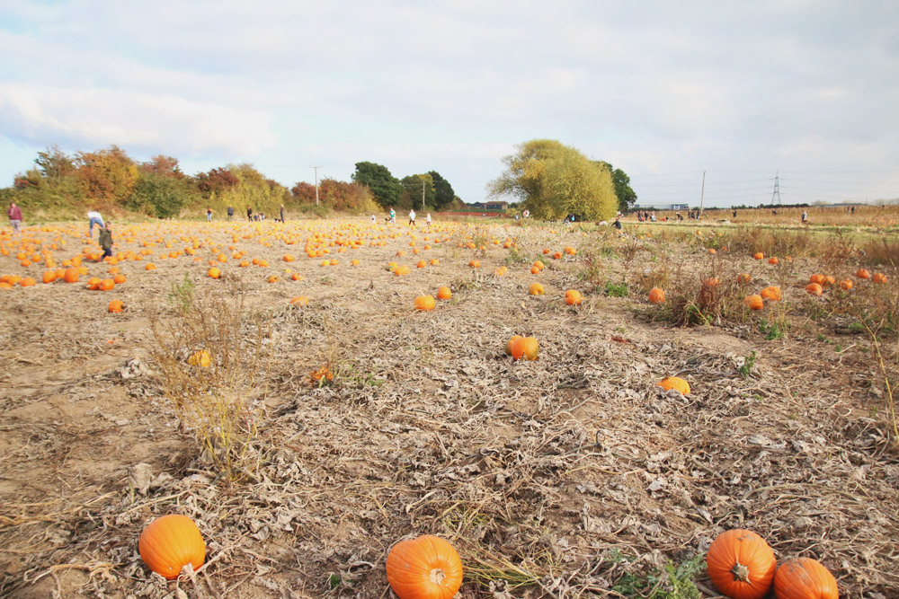 Pumpkin Field at PYO Pumpkins, Kent