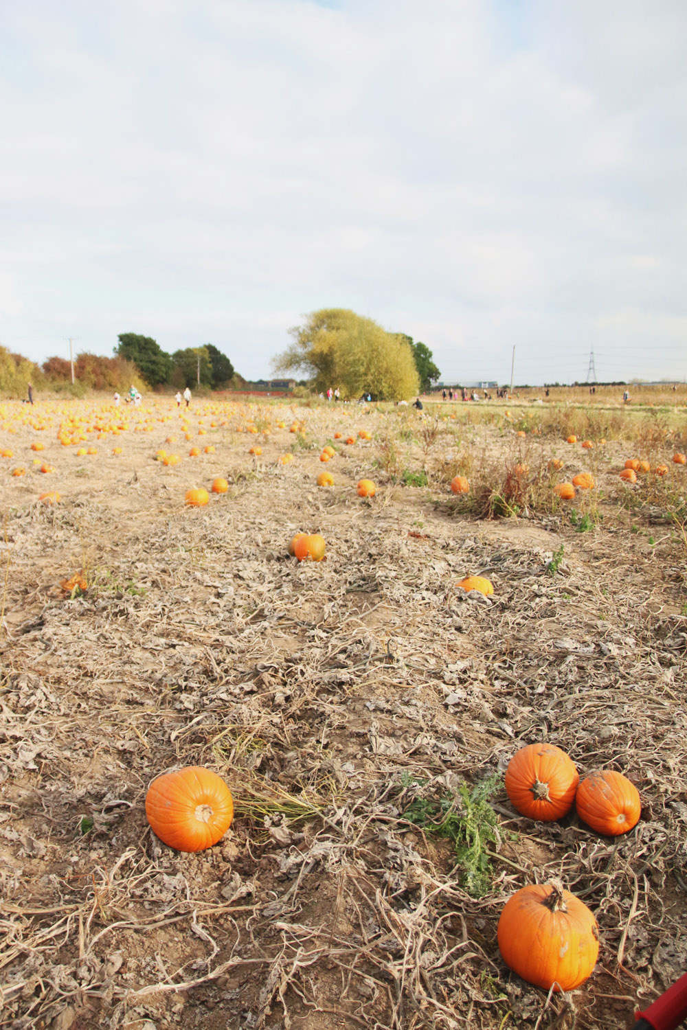 Pumpkin Field at PYO Pumpkins, Kent