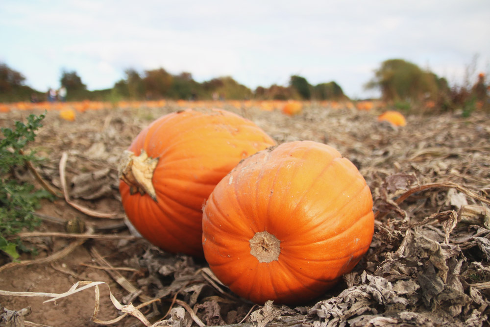 Pumpkins at PYO Pumpkins, Kent