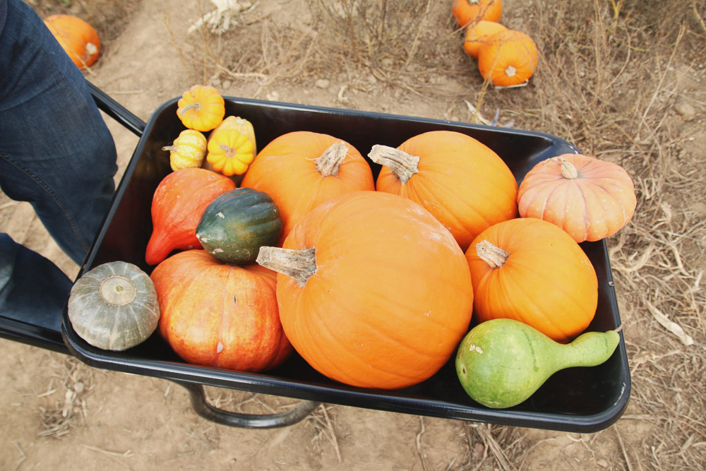 Pumpkin Picking at PYO Pumpkins, Kent