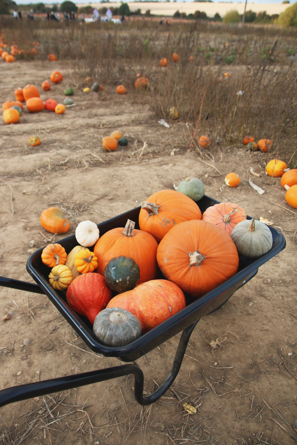 Pumpkin Picking at PYO Pumpkins, Kent