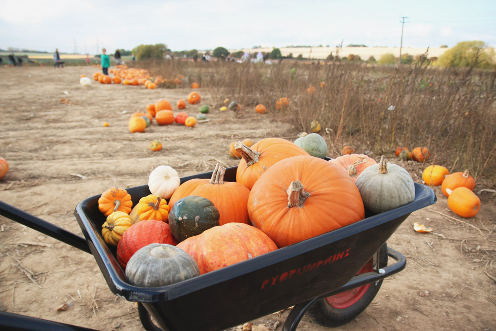 Pumpkin Picking at PYO Pumpkins, Kent