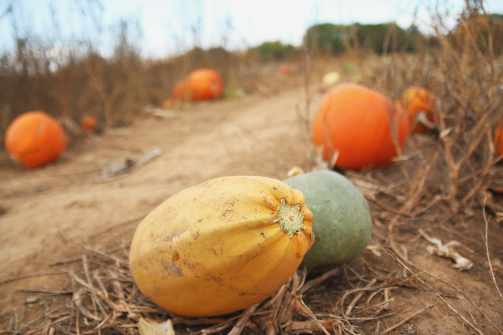 Pumpkin Picking at PYO Pumpkins, Kent