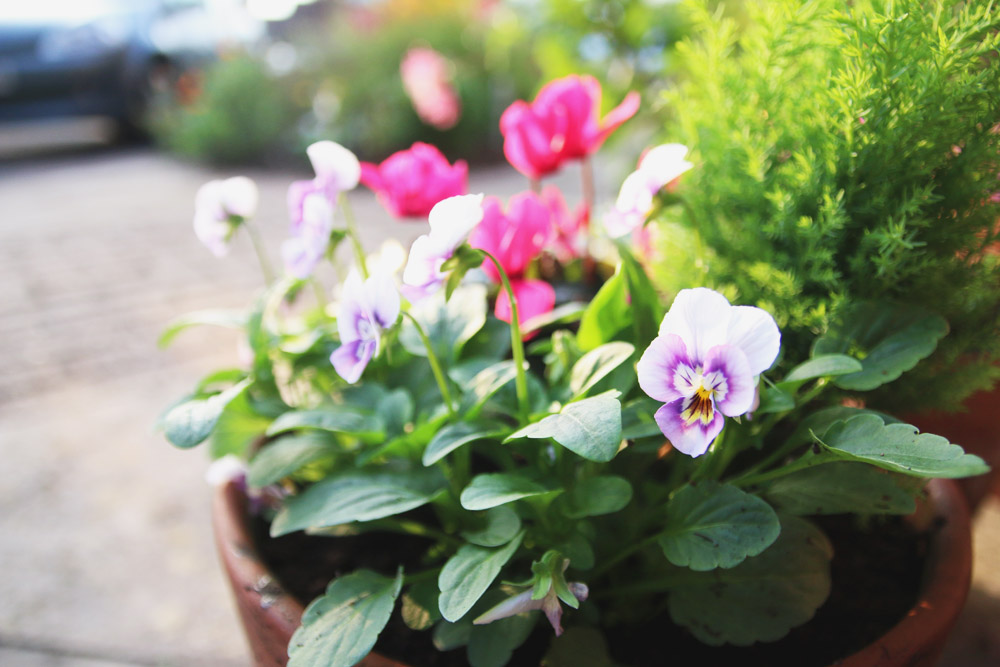 Winter Flower Garden