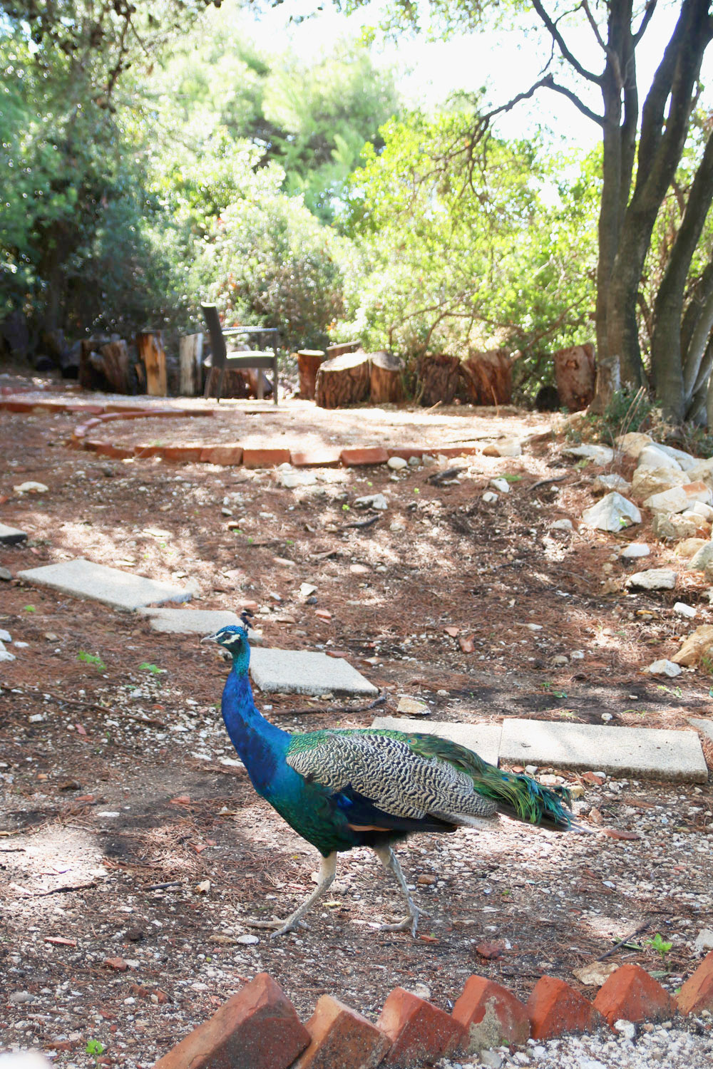 Lokrum Island