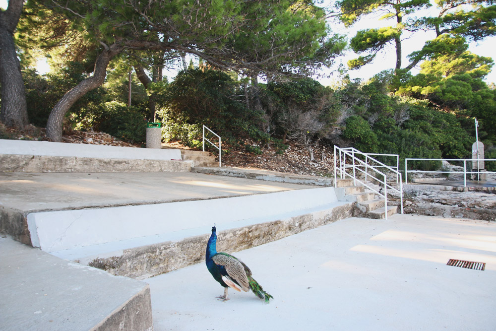 Lokrum Island, Dubrovnik - Croatia