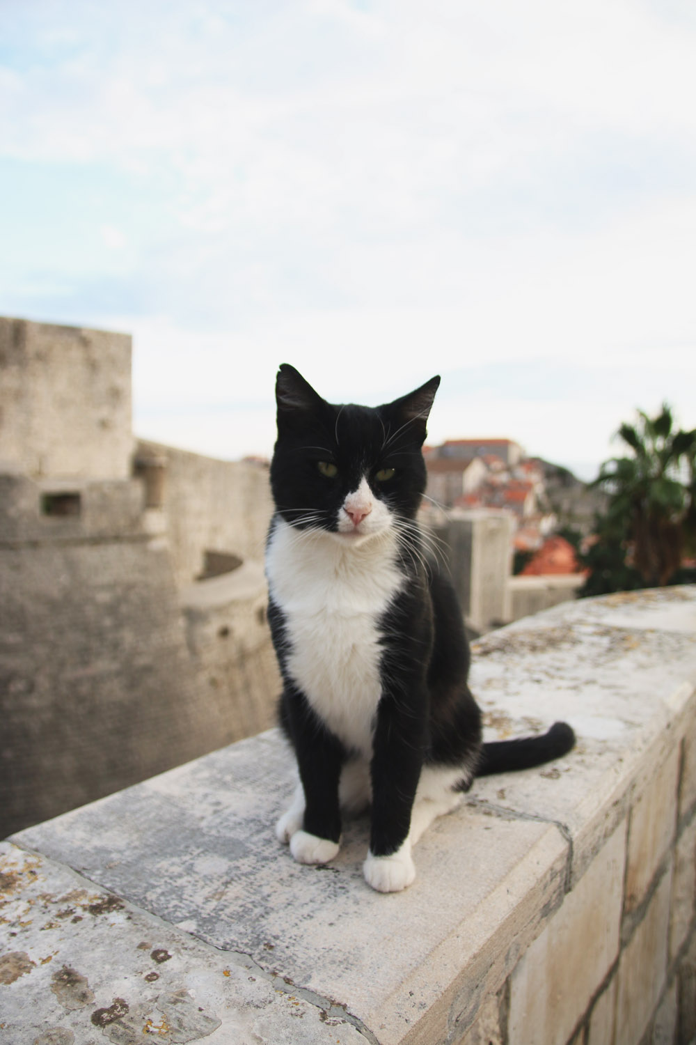Cats in Old City Dubrovnik