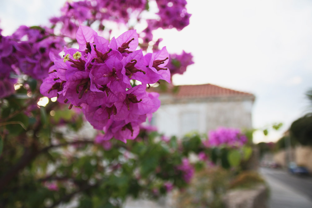 Dubrovnik Bougainvillea, Croatia