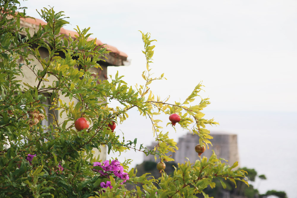 Dubrovnik Pomegranates, Croatia