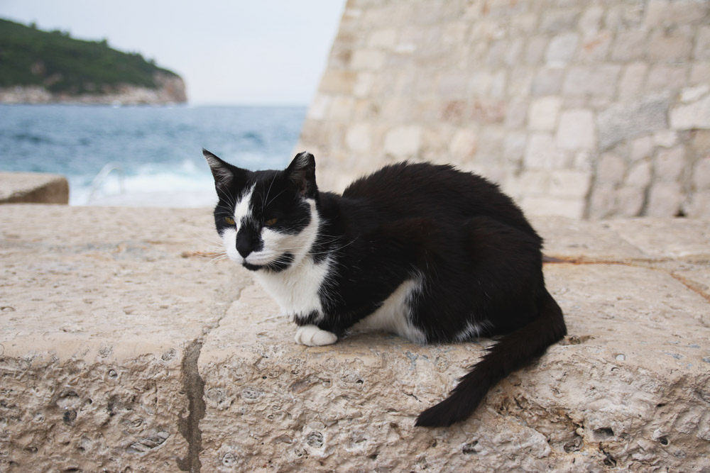 Cats in Old City Dubrovnik