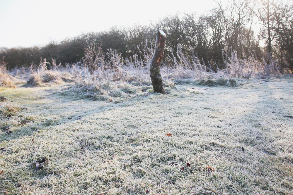 Frosty Winter Walks 