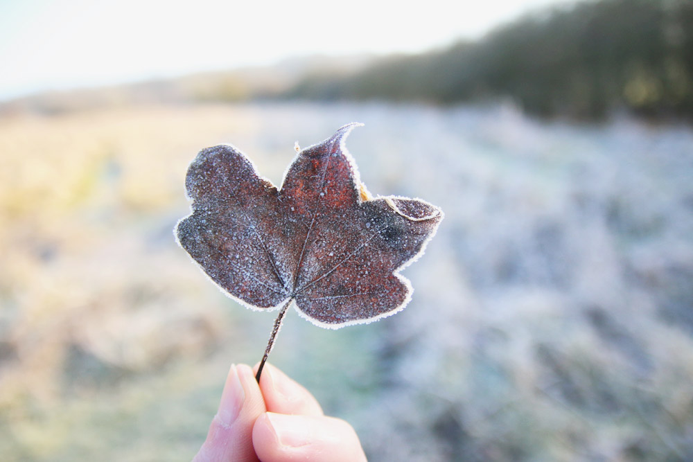 Frosty Winter Walks 