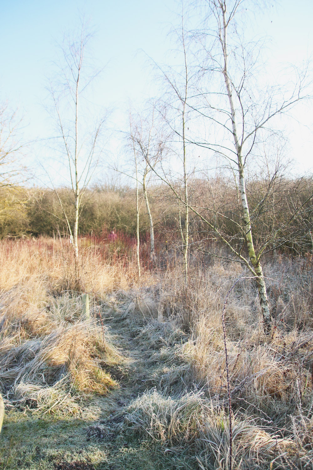 Frosty Winter Walks 