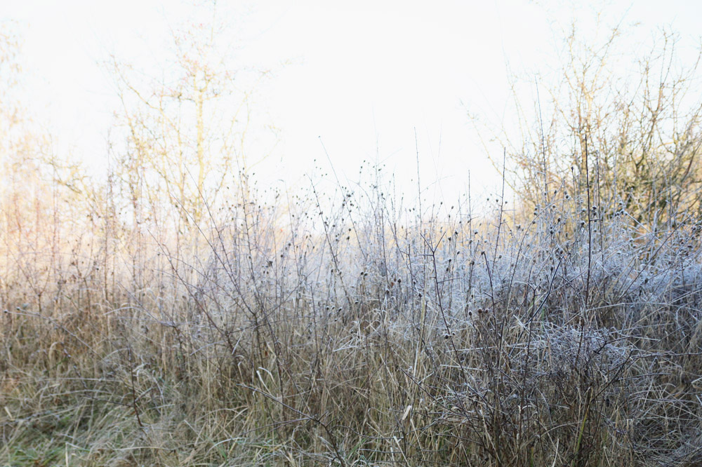 Frosty Winter Walks 