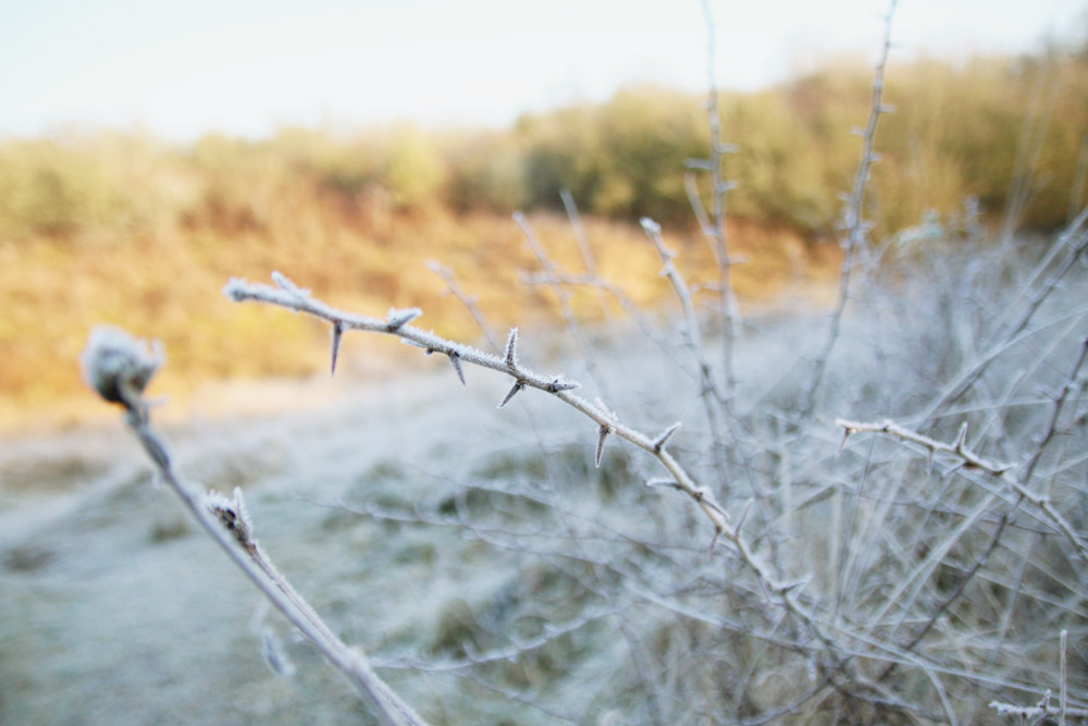 Frosty Winter Walks 