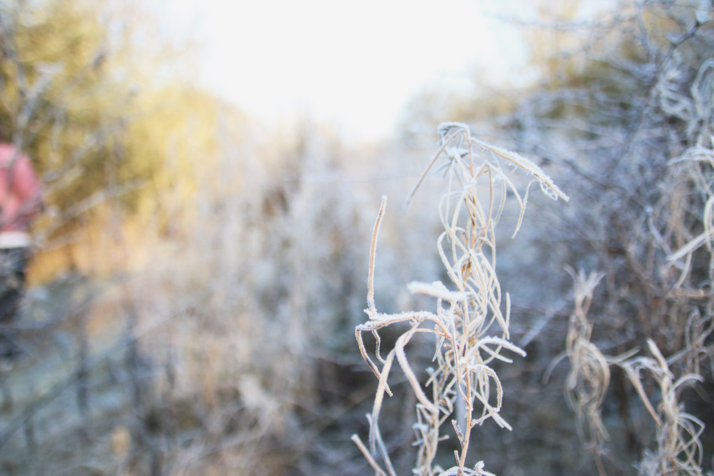 Frosty Winter Walks 