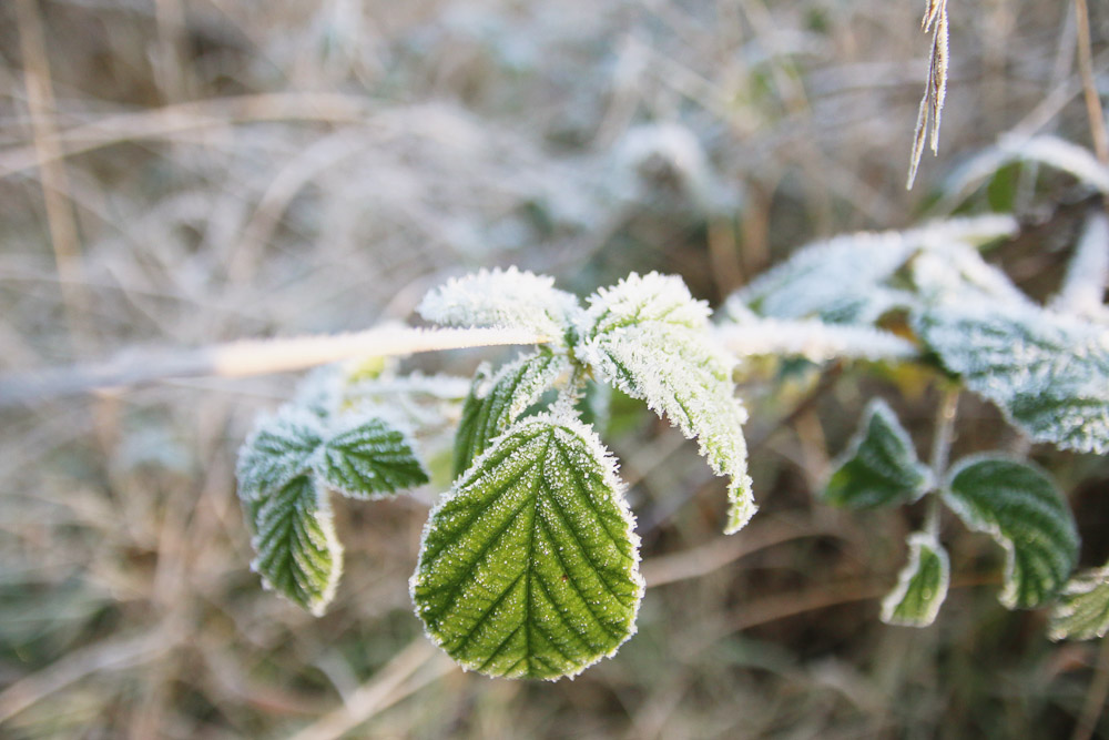 Frosty Winter Walks 