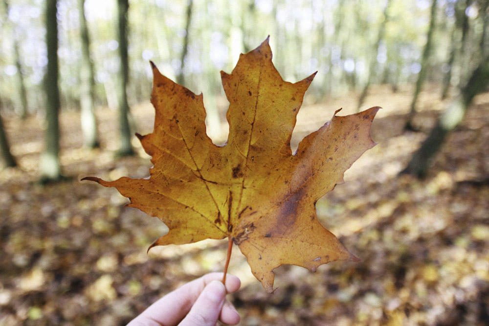 Grafham Water Autumn Leaf