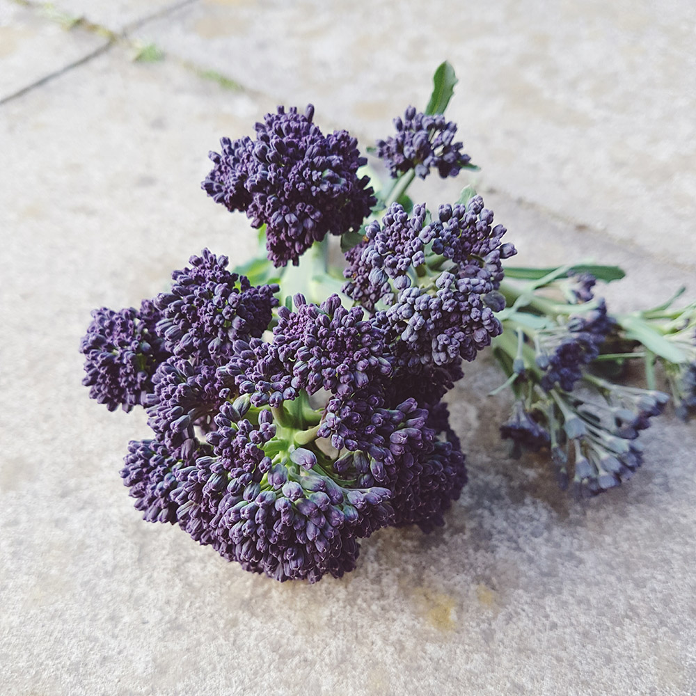 Purple Sprouting Broccoli Harvest