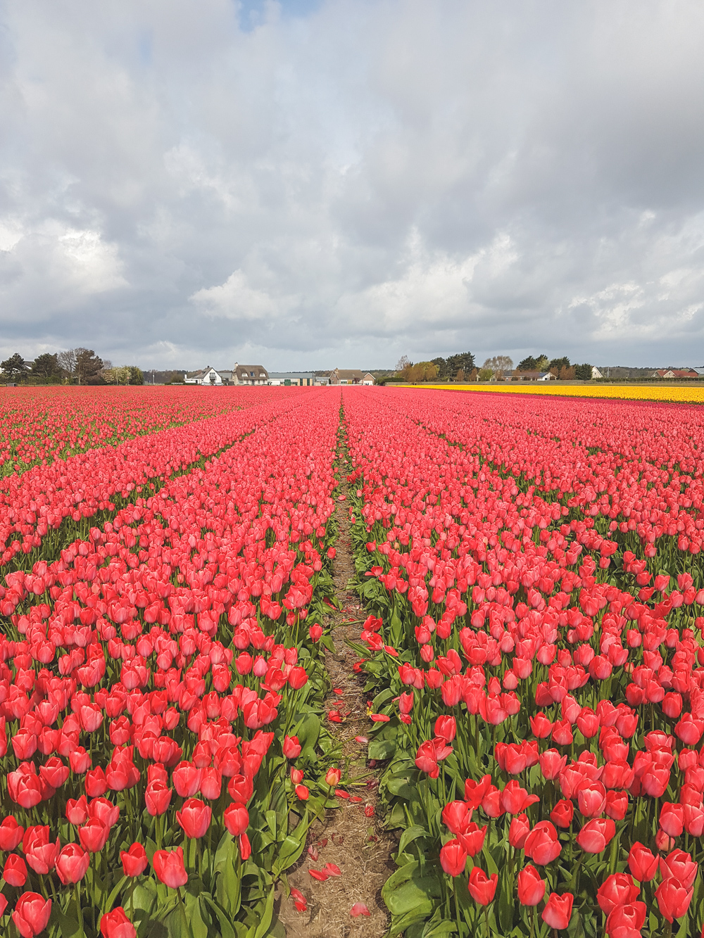 Tulip Fields in Holland, The Netherlands