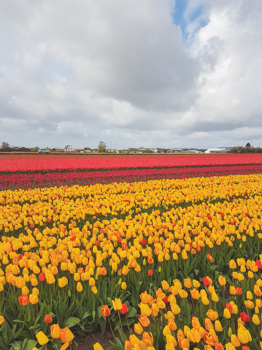 Tulip Fields in Holland, The Netherlands