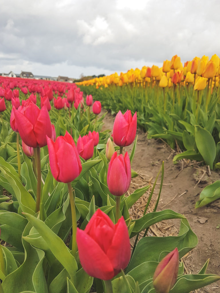 Snapshots from The Netherlands April Everyday