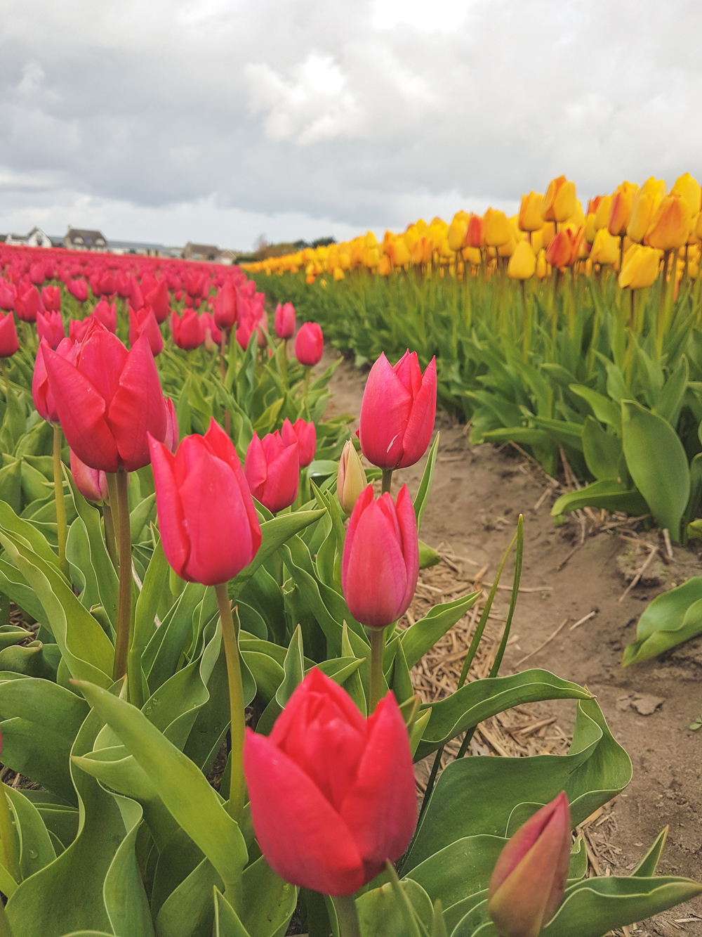 Tulip Fields in Holland, The Netherlands