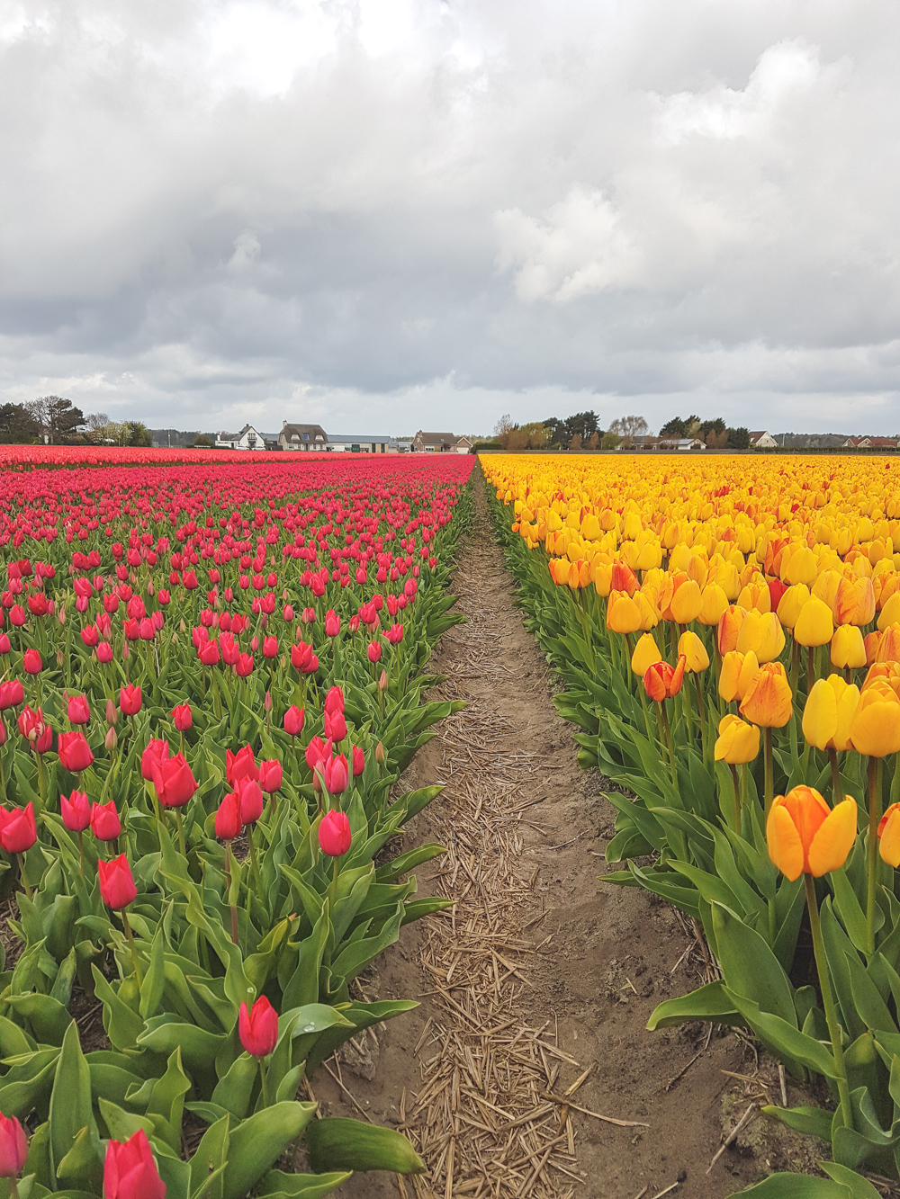 Tulip Fields in Holland, The Netherlands