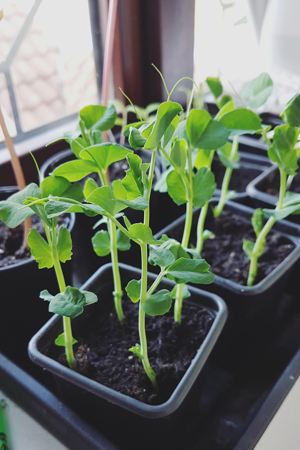 Pea Seedlings