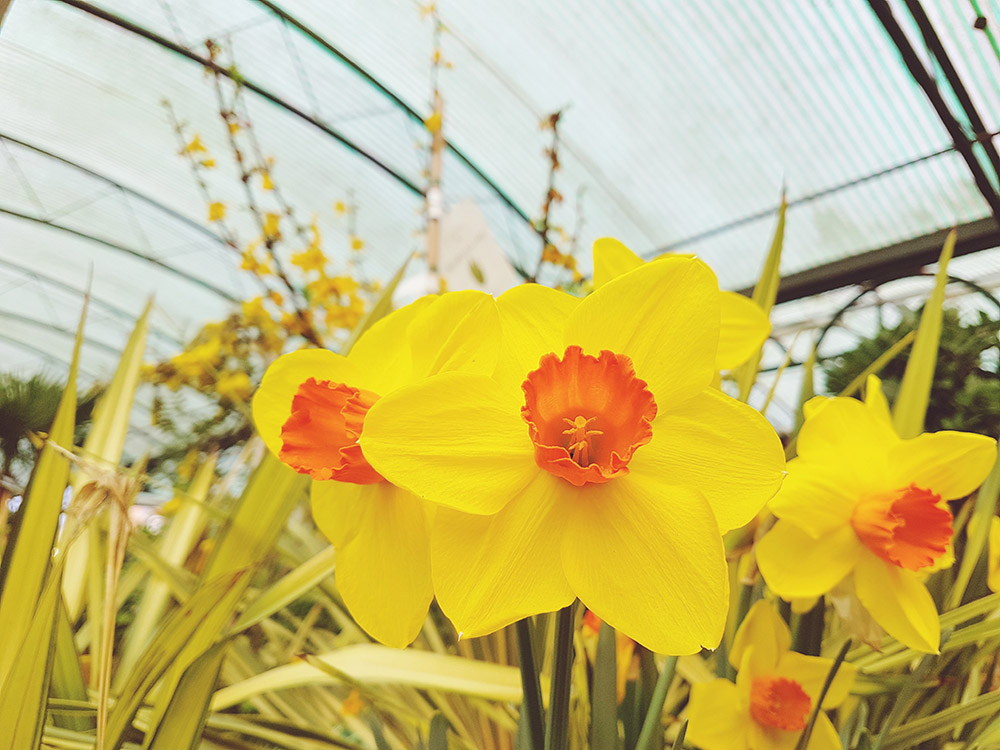 Daffodils in Spring
