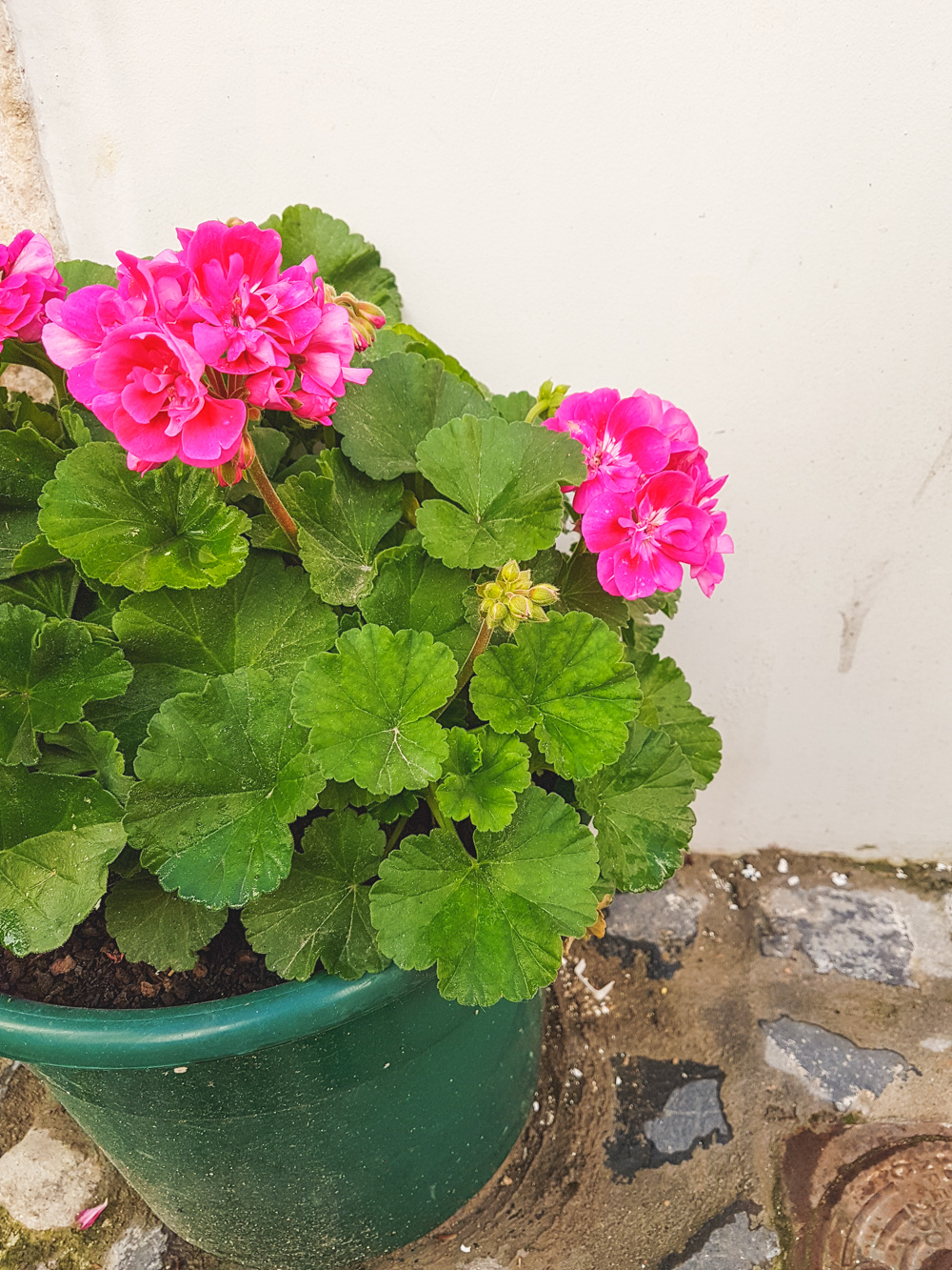 Alfama Flowers, Lisbon