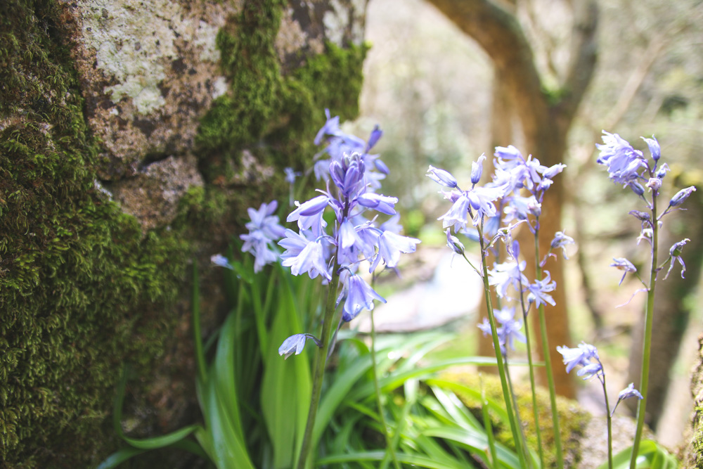 Bluebells at the Moorish Castle Walls in Sintra, Portugal