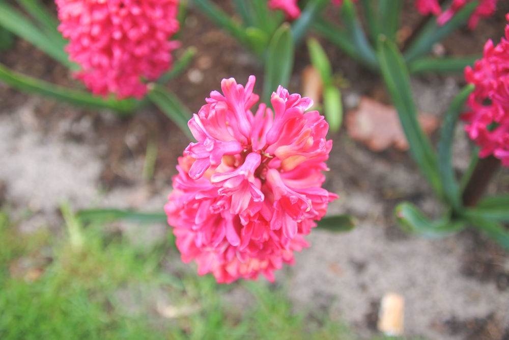 Hyacynths at Keukenhof Gardens, Holland