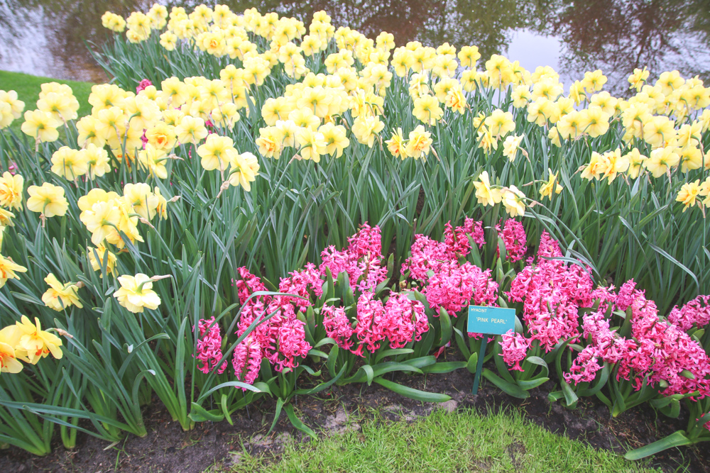 Tulips at Keukenhof Gardens, Holland