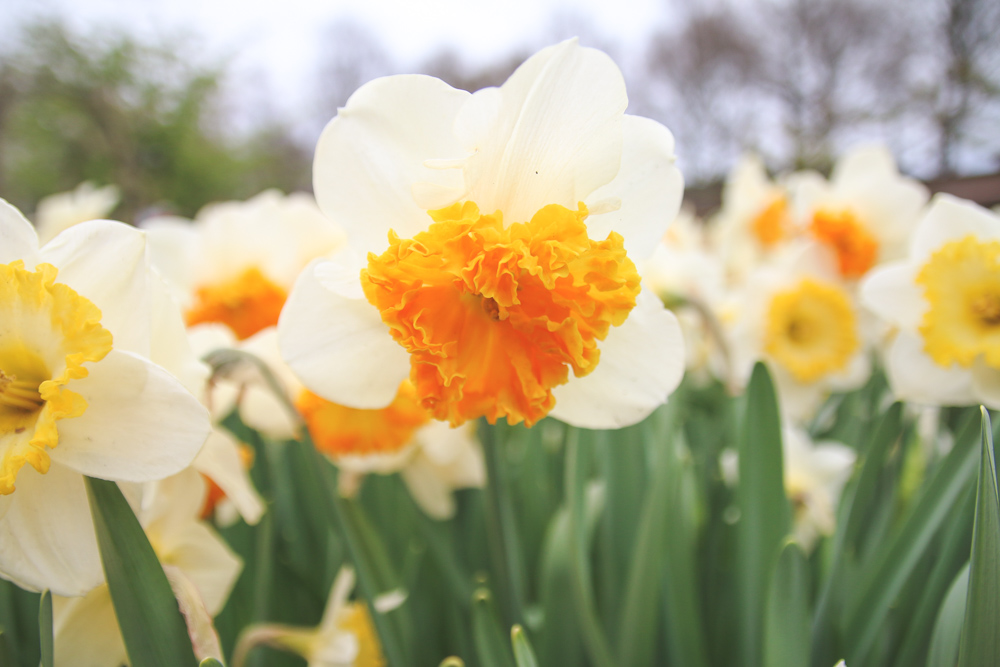 Daffodills at Keukenhof Gardens, Holland