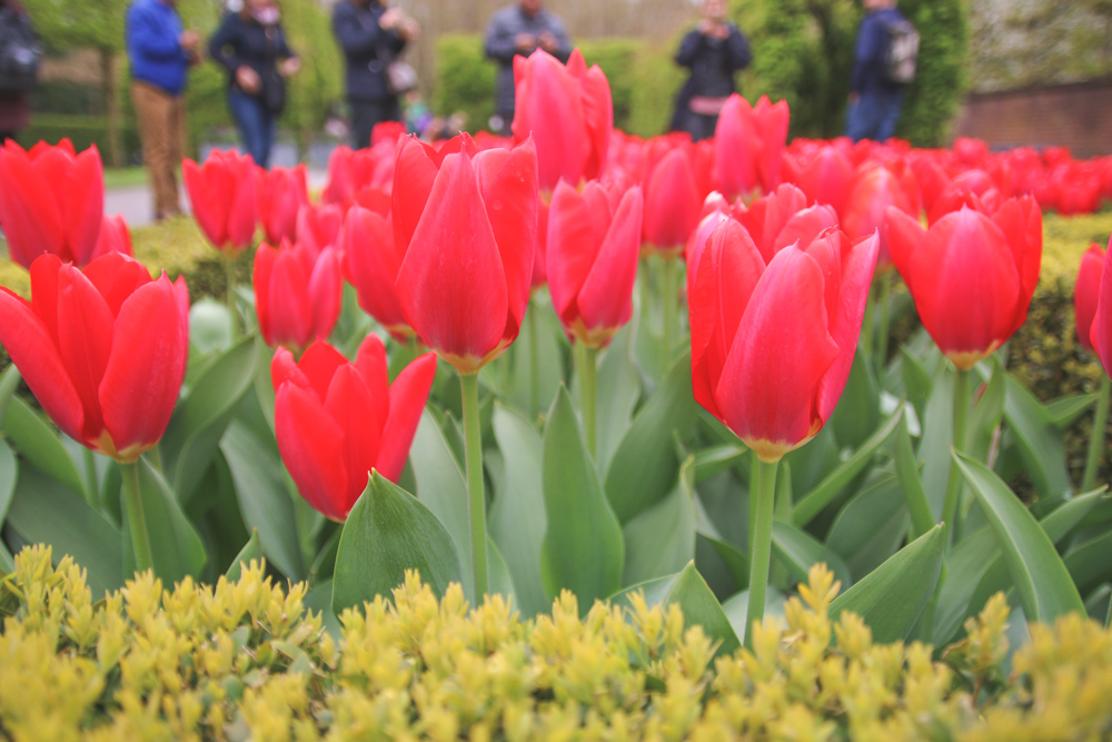 Tulips at Keukenhof Gardens, Holland