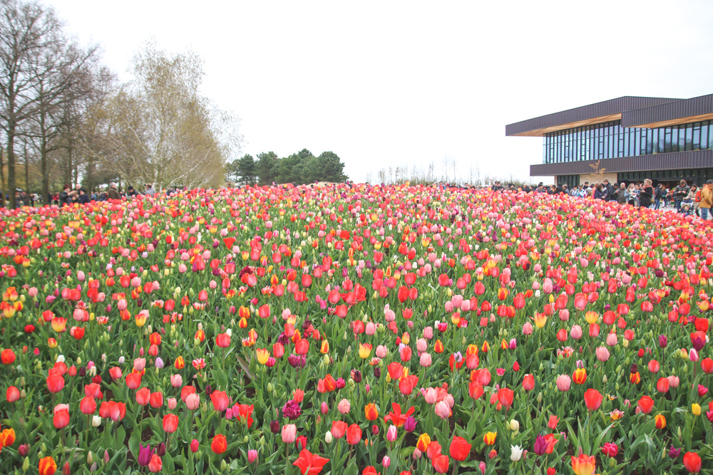 Tulips at Keukenhof Gardens, Holland