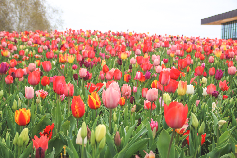 Tulips at Keukenhof Gardens, Holland