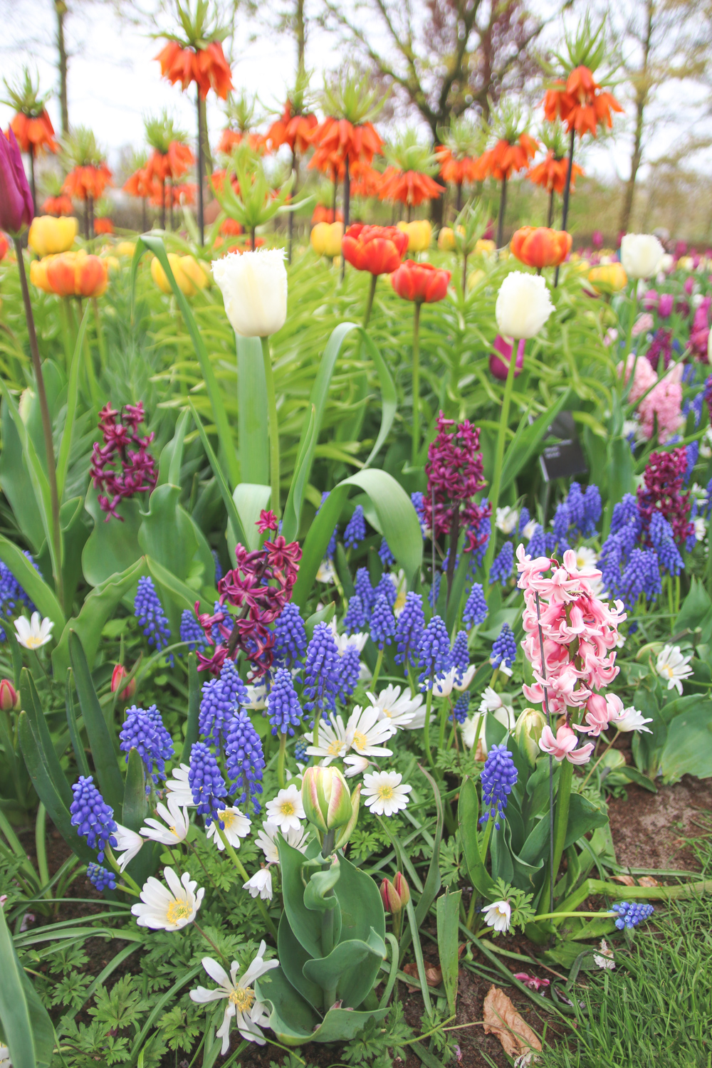 Tulips at Keukenhof Gardens, Holland