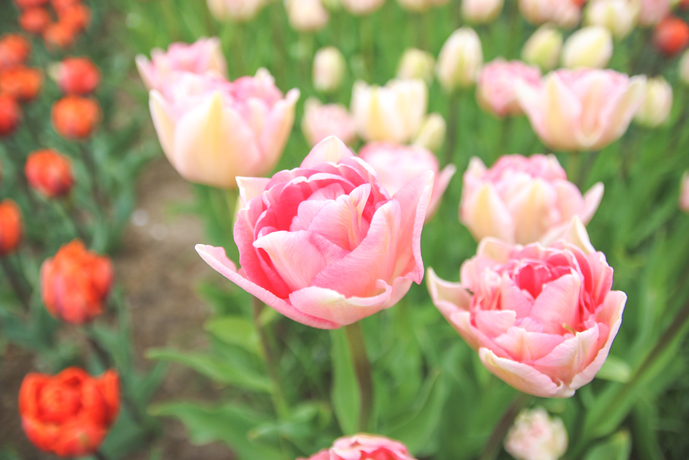 Tulips at Keukenhof Gardens, Holland