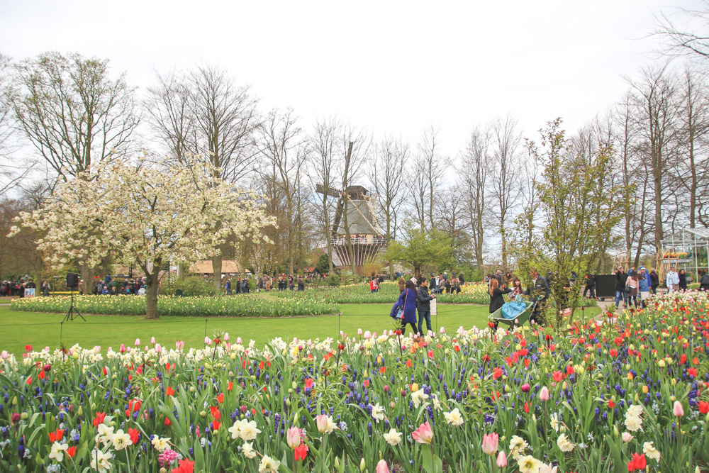 Windmill at Keukenhof Gardens, Holland