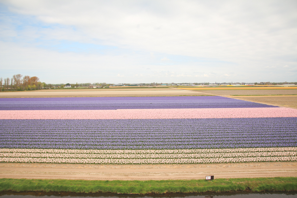 Field of Hyacinths at Keukenhof Gardens, Holland