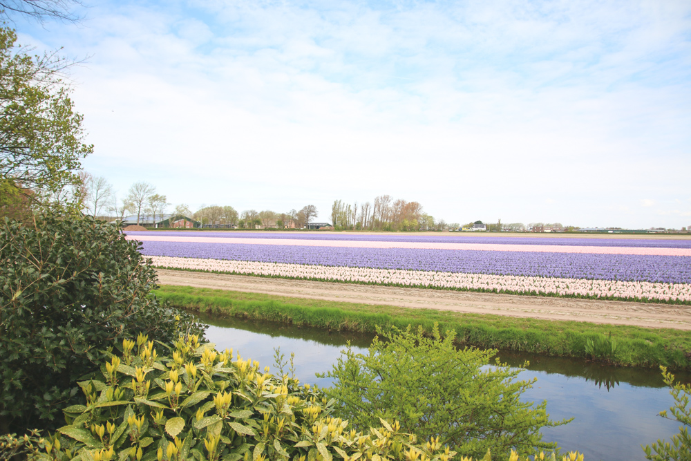 Field of Hyacinths at Keukenhof Gardens, Holland