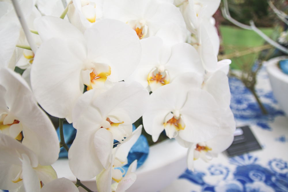 Orchid at Keukenhof Gardens, Holland