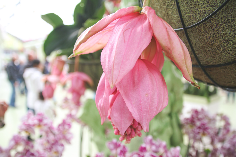 Orchid at Keukenhof Gardens, Holland