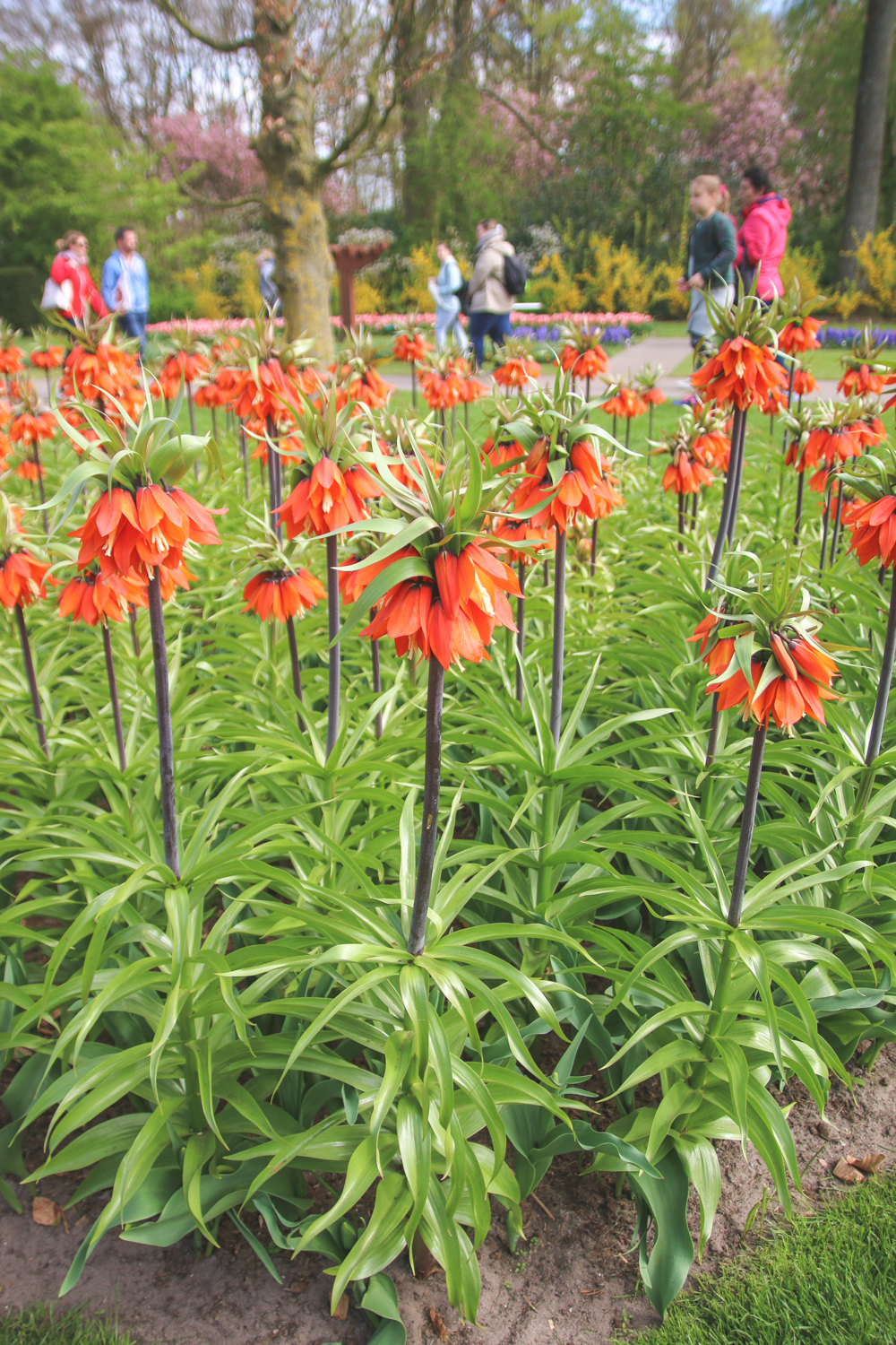 Flowers at Keukenhof Gardens, Holland