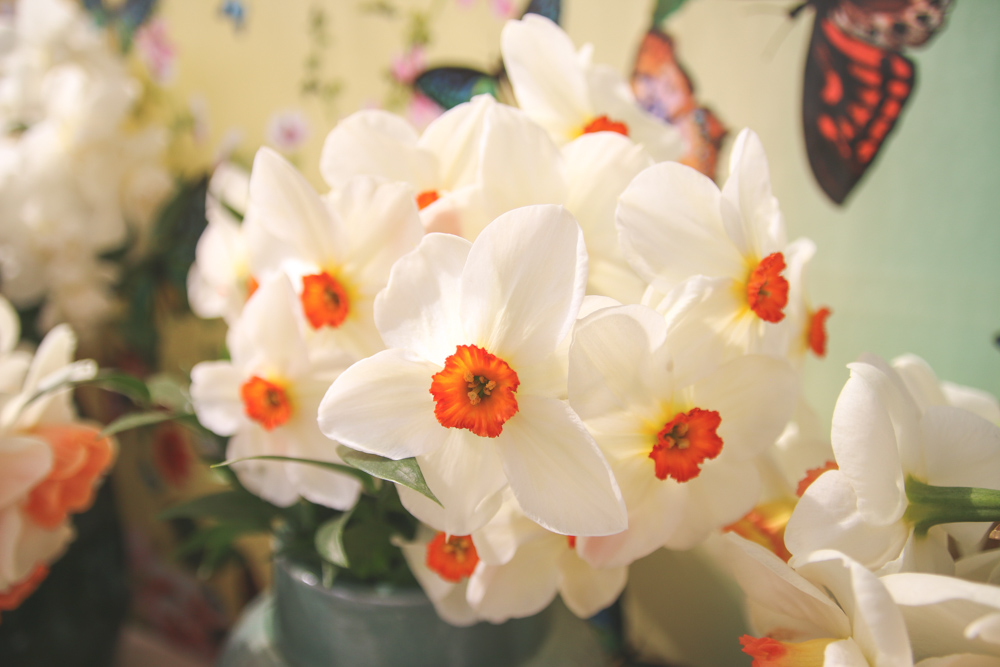 Daffodills at Keukenhof Gardens, Holland