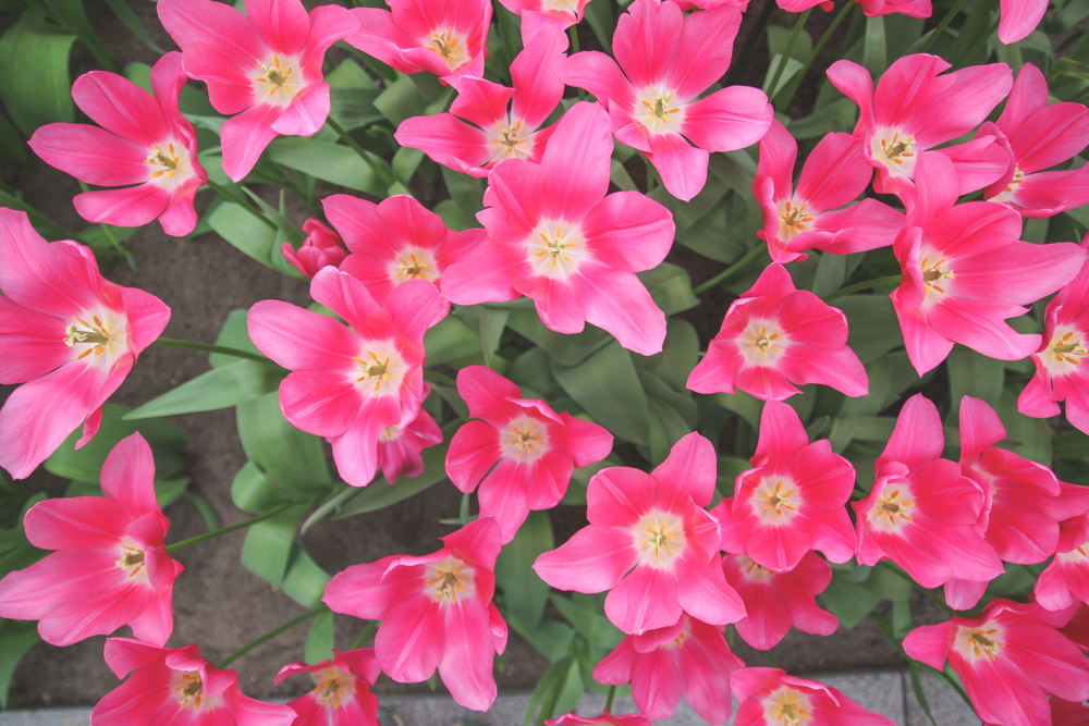 Tulips at Keukenhof Gardens, Holland