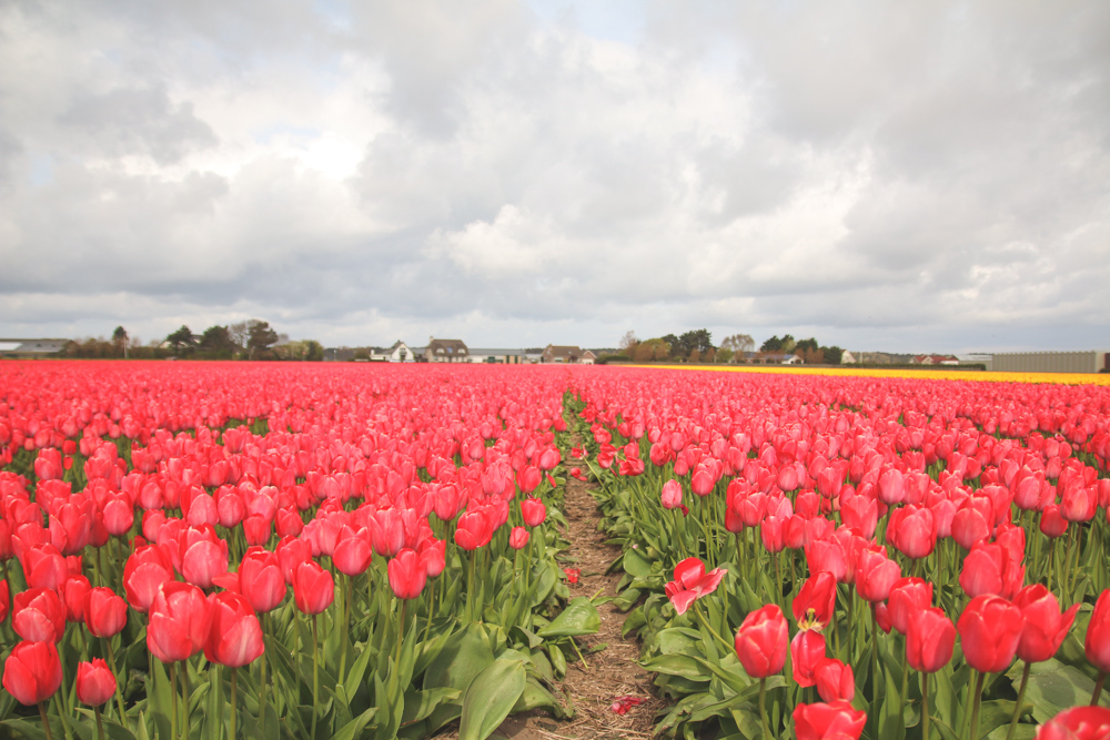 Tulip Fields in Holland, The Netherlands